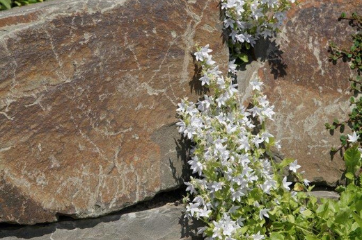 Steinmauer in Siegen von Blüten geschmückt